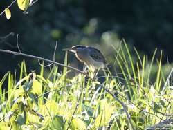 Striated Heron   (Butorides striatus)