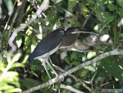 A rare Agami Heron   (Agamia agami)