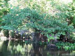 An oxbow lake along Rio Cristalino.