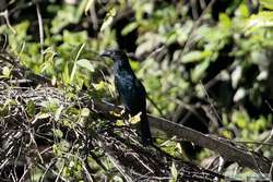 Greater Ani   (Crotophaga major)