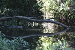 An oxbow lake along Rio Cristalino.