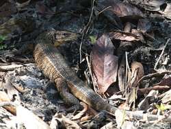 Golden Tegu lizard  (Tupinambus teguixin)