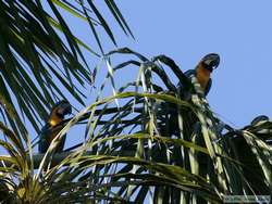 Blue-and-yellow Macaw   (Ara ararauna)