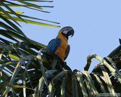 Blue-and-yellow Macaw   (Ara ararauna)