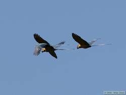 Blue-and-yellow Macaw   (Ara ararauna)