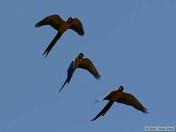 Blue-and-yellow Macaw   (Ara ararauna)