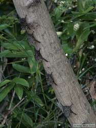 White-lined Sac-winged Bats (Saccopteryx spp.) on a tree.