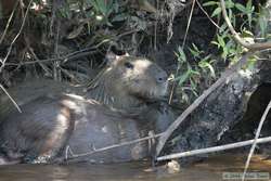 Capybara  (Hydrochaeris hydrochaeris)