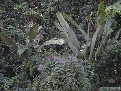 Pretty purple flowers along Rio Cristalino.