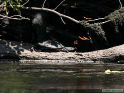 The butterflies loved this South American River Turtle (Podocnemis spp.)