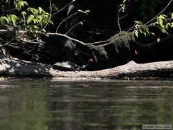 The butterflies loved this South American River Turtle (Podocnemis spp.)