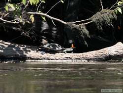 The butterflies loved this South American River Turtle (Podocnemis spp.)