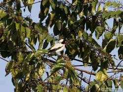 Masked Tityra   (Tityra semifasciata)