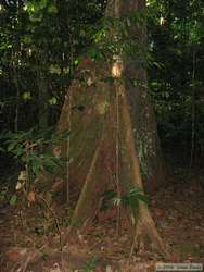 A buttress tree.