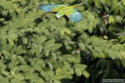 Chestnut-fronted Macaw   (Ara severa) in flight.