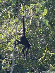 Spider Monkey (Ateles marginatus)