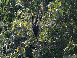 Spider Monkey (Ateles marginatus)