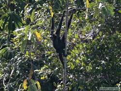 Spider Monkey (Ateles marginatus)