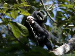 Spider Monkey (Ateles marginatus)