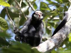  White-whiskered Spider Monkey (Ateles marginatus)