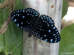 A starry night butterfly.