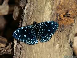 A starry night butterfly.