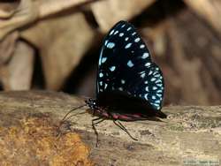 A starry night butterfly.