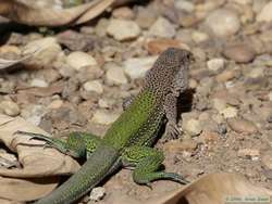 Amazon Racerunner aka Green Ameiva  (Ameiva ameiva)