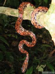 a gorgeous Brazilian Rainbow Boa  (Epicrates cenchria cenchria)