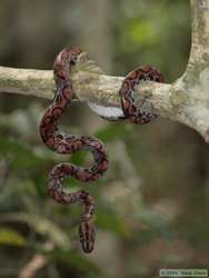 a gorgeous Brazilian Rainbow Boa  (Epicrates cenchria cenchria)