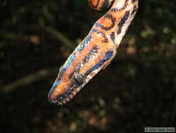 a gorgeous Brazilian Rainbow Boa  (Epicrates cenchria cenchria)