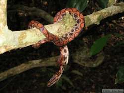 a gorgeous Brazilian Rainbow Boa  (Epicrates cenchria cenchria)