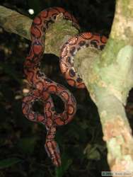 a gorgeous Brazilian Rainbow Boa  (Epicrates cenchria cenchria)