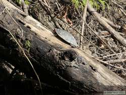 South American River Turtle   (Podocnemis spp. )