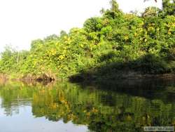 A yellow flowering tree common along Rio Cristalino.