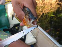 A piranha from Rio Cristalino.