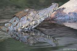 Cuvier's Dwarf Caiman (Paleosuchus palpebrosus)