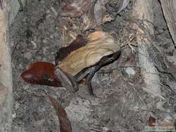 Smooth Sided Toad  (Bufo guttatus)