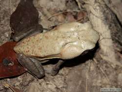 Smooth Sided Toad  (Bufo guttatus)