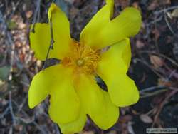 Pretty yellow flower.