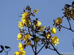 These are the flowers that dropped all over the ground, making finding a tiny yellow frog very difficult.