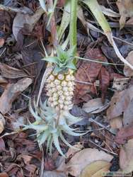 Wild pineapple.