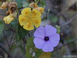 Neat flowers.