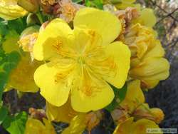 Pretty yellow flower.