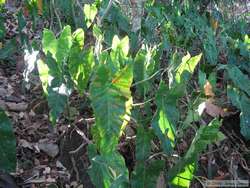 Neat leaves