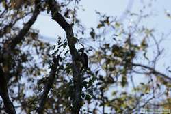 Lineated Woodpecker   (Dryocopus lineatus)