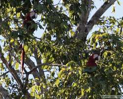 Scarlet Macaw   (Ara macao