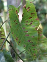 Neat leaf.