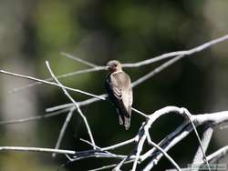 Southern Rough-winged Swallow  (Stelgidopteryx ruficollis)