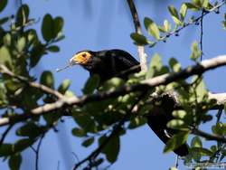 Black Caracara   (Daptrius ater)